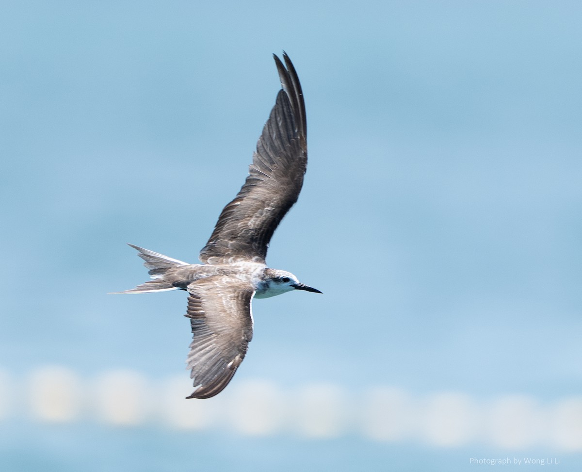 Bridled Tern - ML647493991
