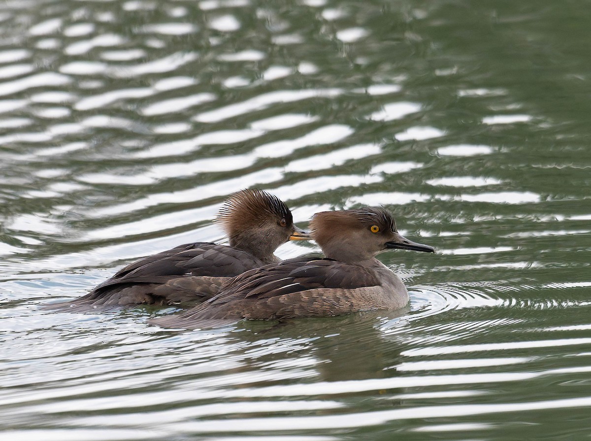 Hooded Merganser - ML647493992