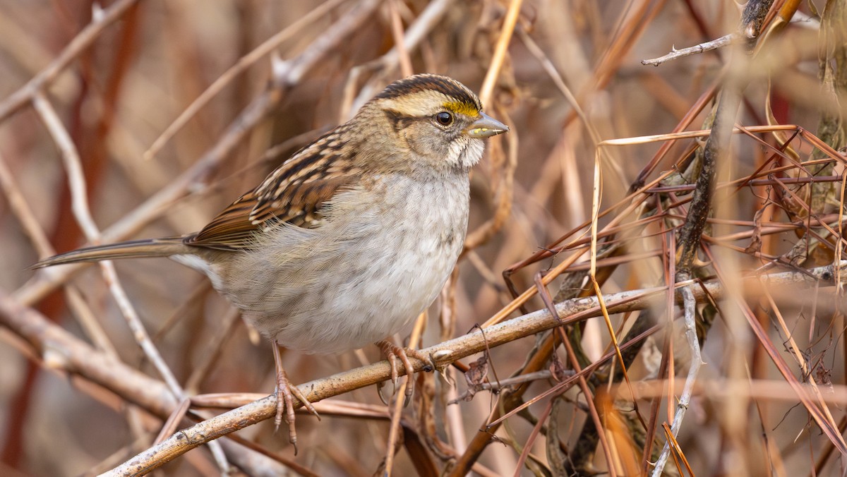 White-throated Sparrow - ML647493998