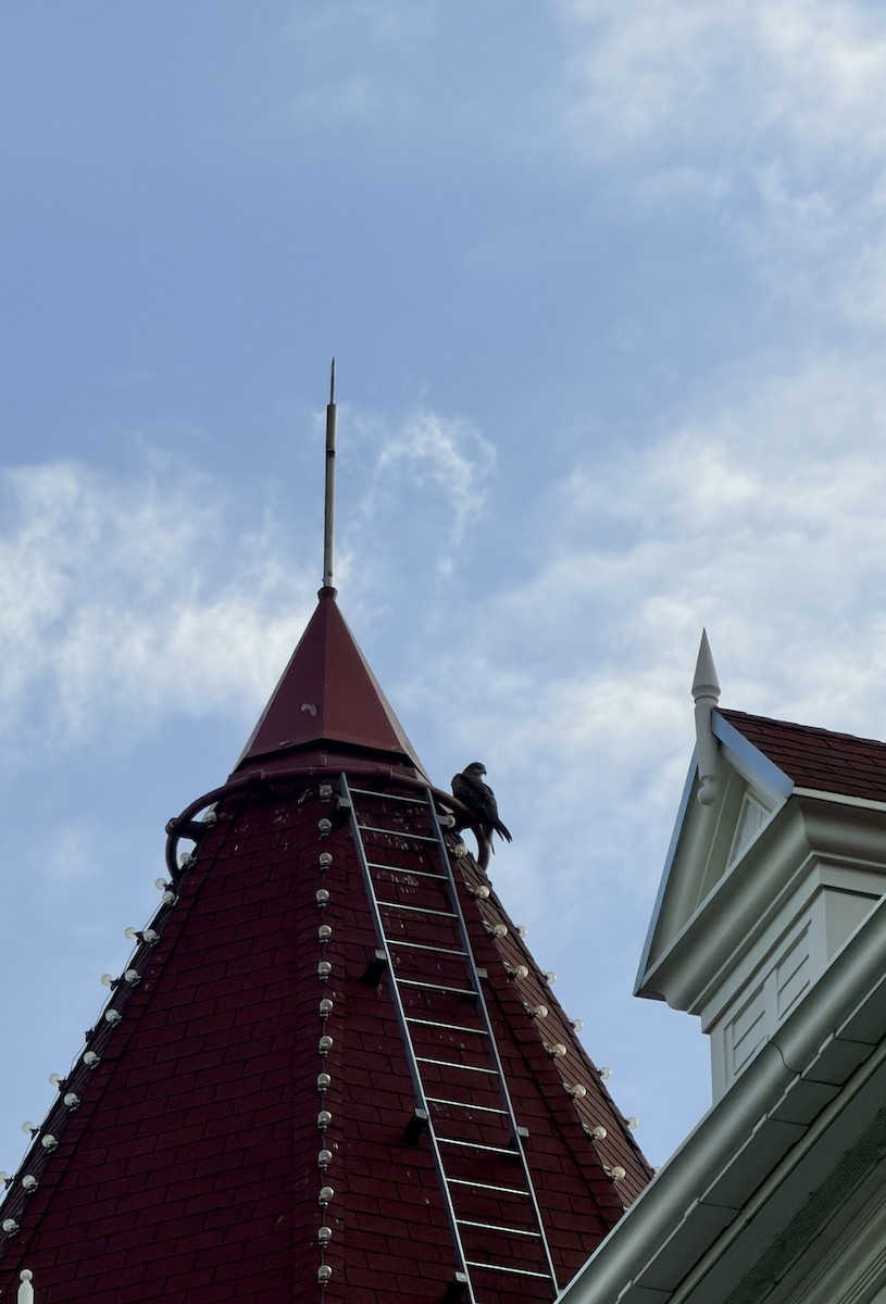 Black Kite - ML647493999