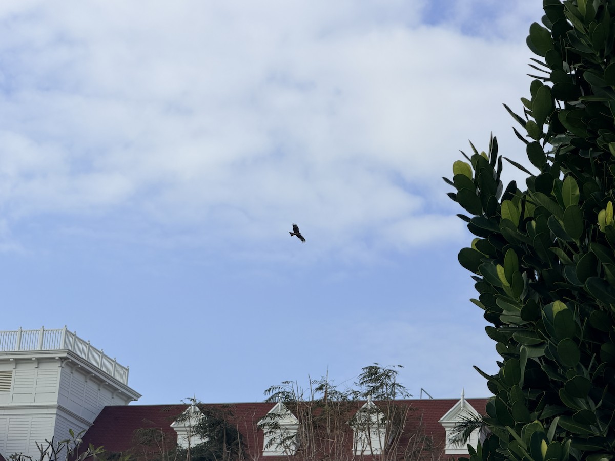 Black Kite - ML647494000