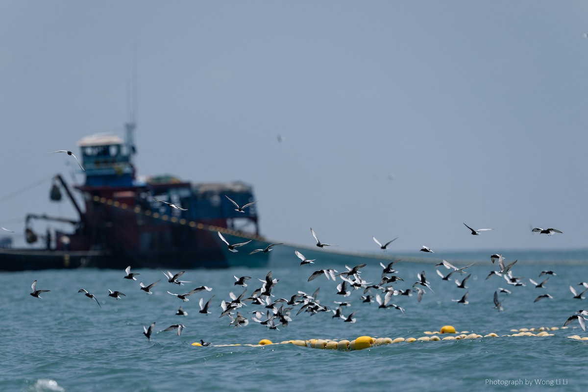 White-winged Tern - ML647494001