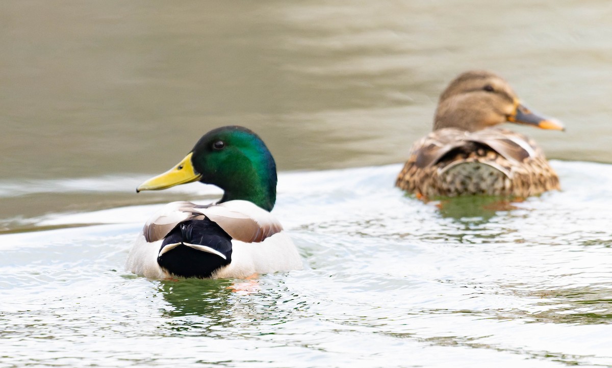 Mallard - ML647494003