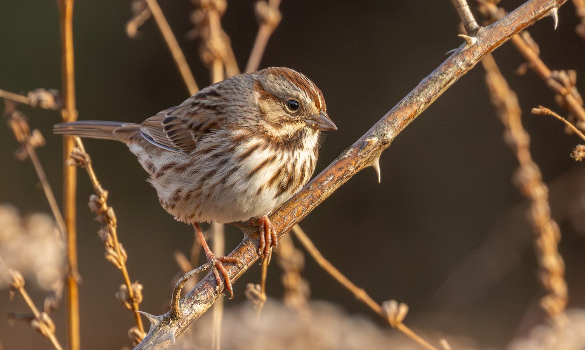 Song Sparrow - ML647494004