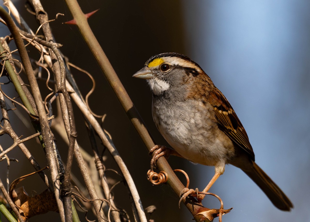 White-throated Sparrow - ML647494006