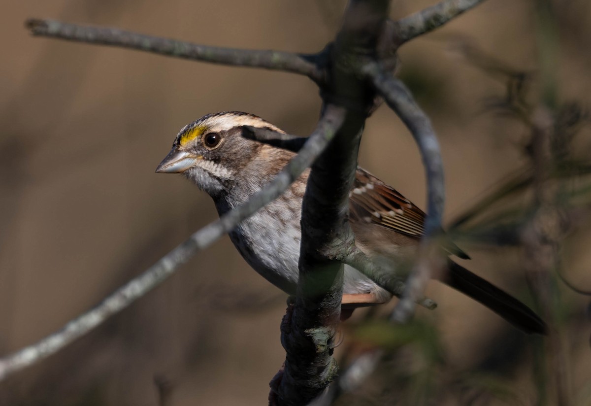 White-throated Sparrow - ML647494007