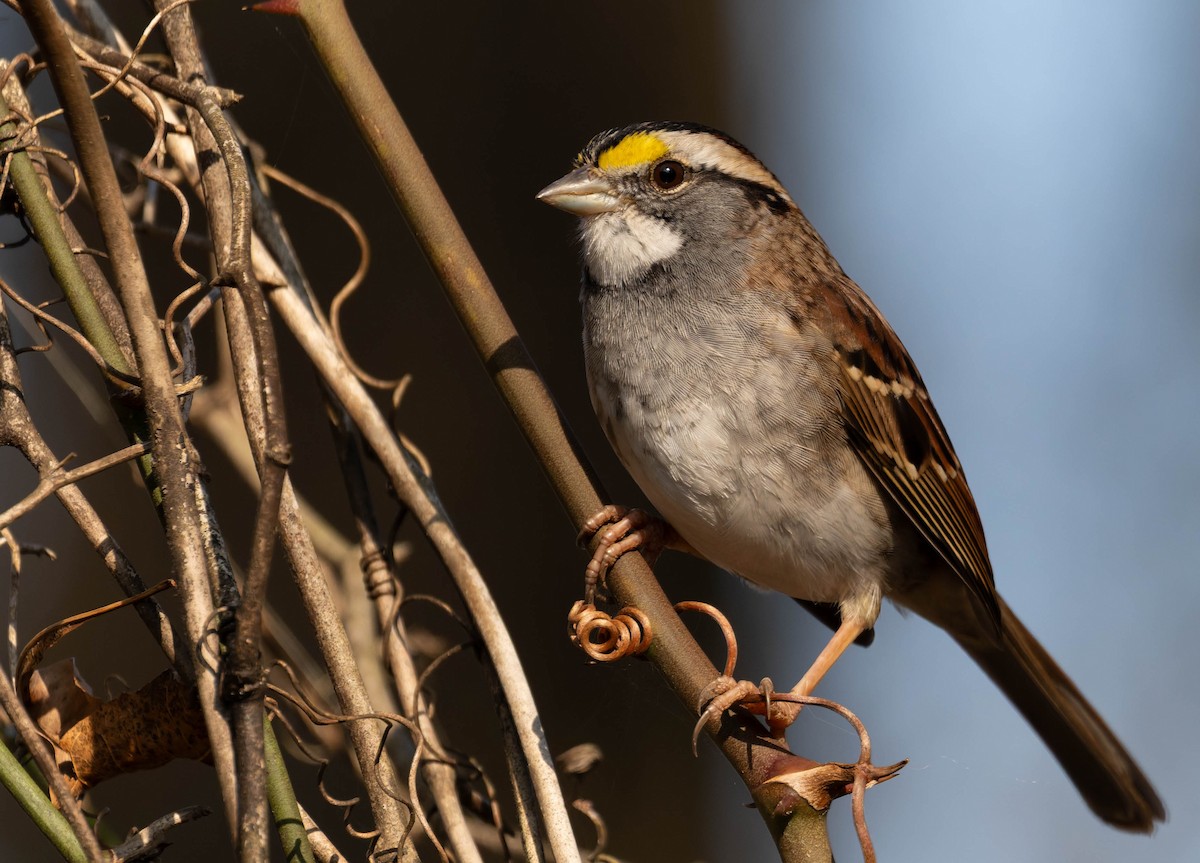 White-throated Sparrow - ML647494008