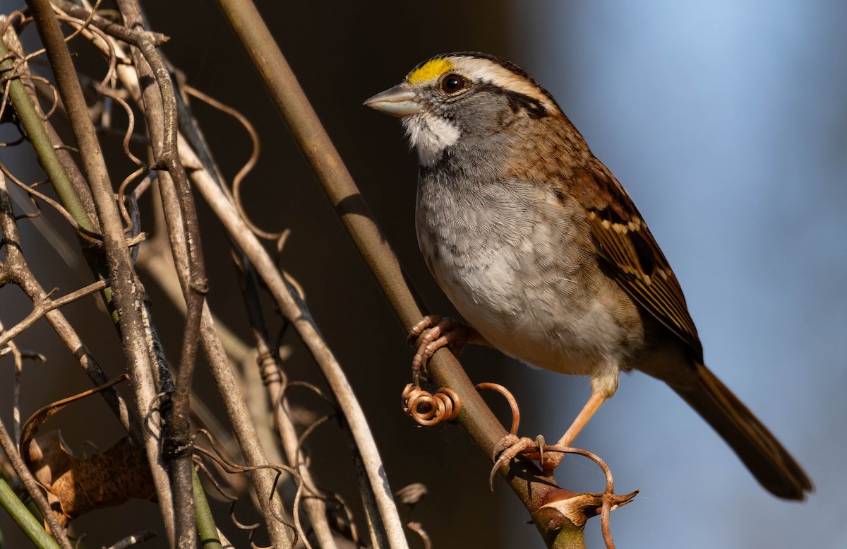 White-throated Sparrow - ML647494009