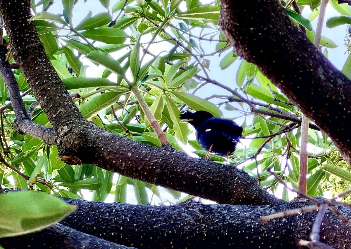 Crested Myna - ML647494010