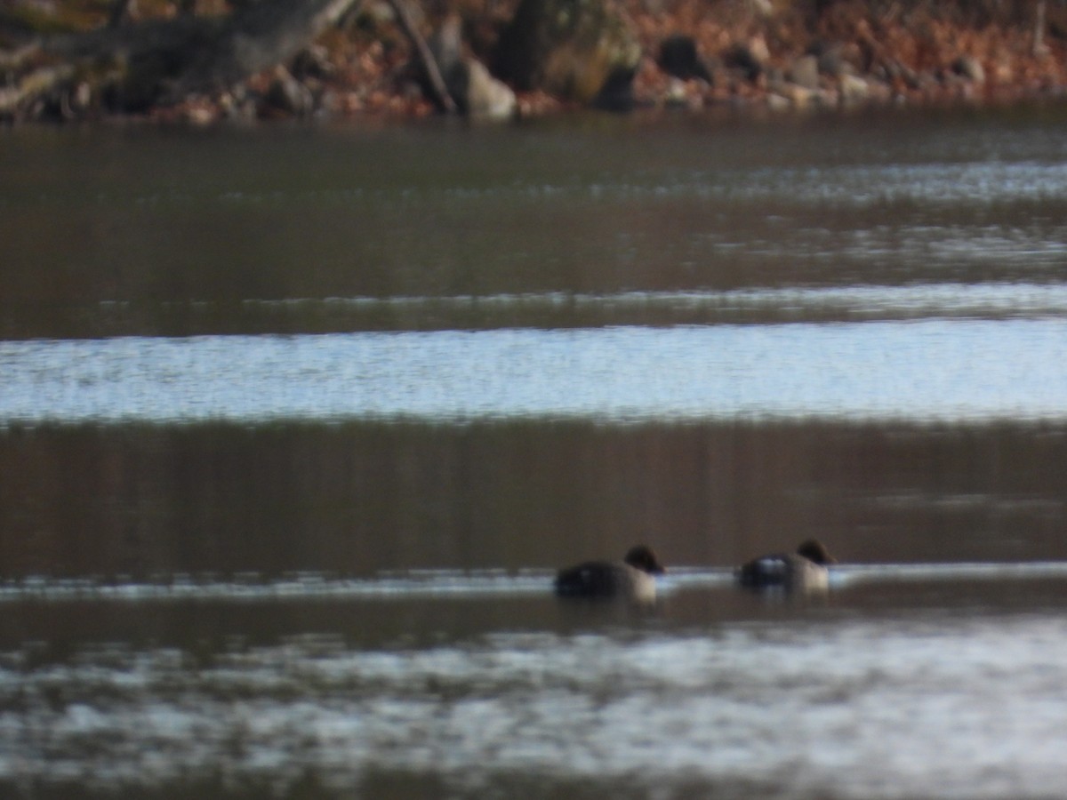 Common Goldeneye - ML647494012