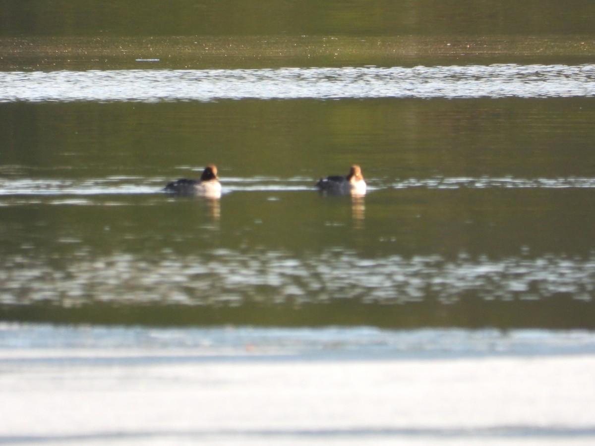 Common Goldeneye - ML647494013
