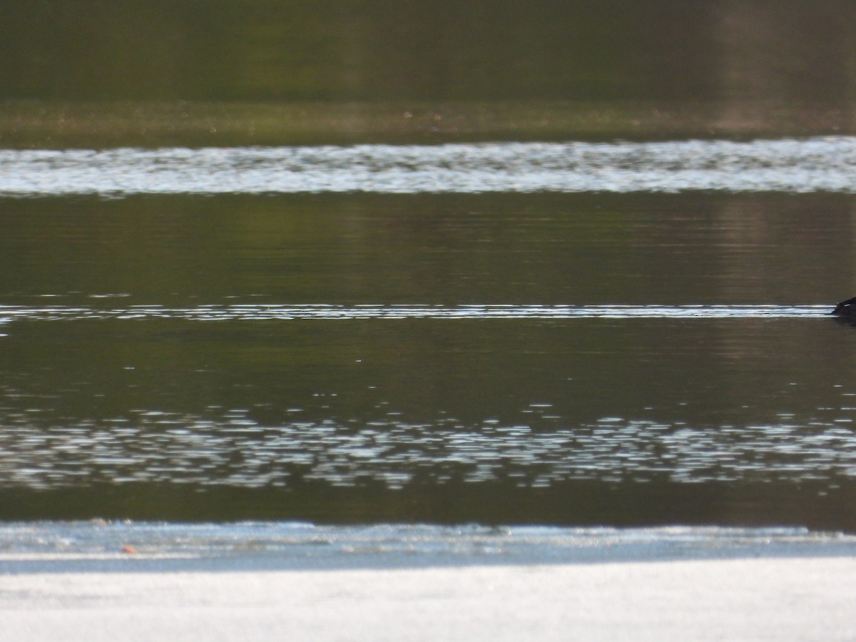 Common Goldeneye - ML647494014