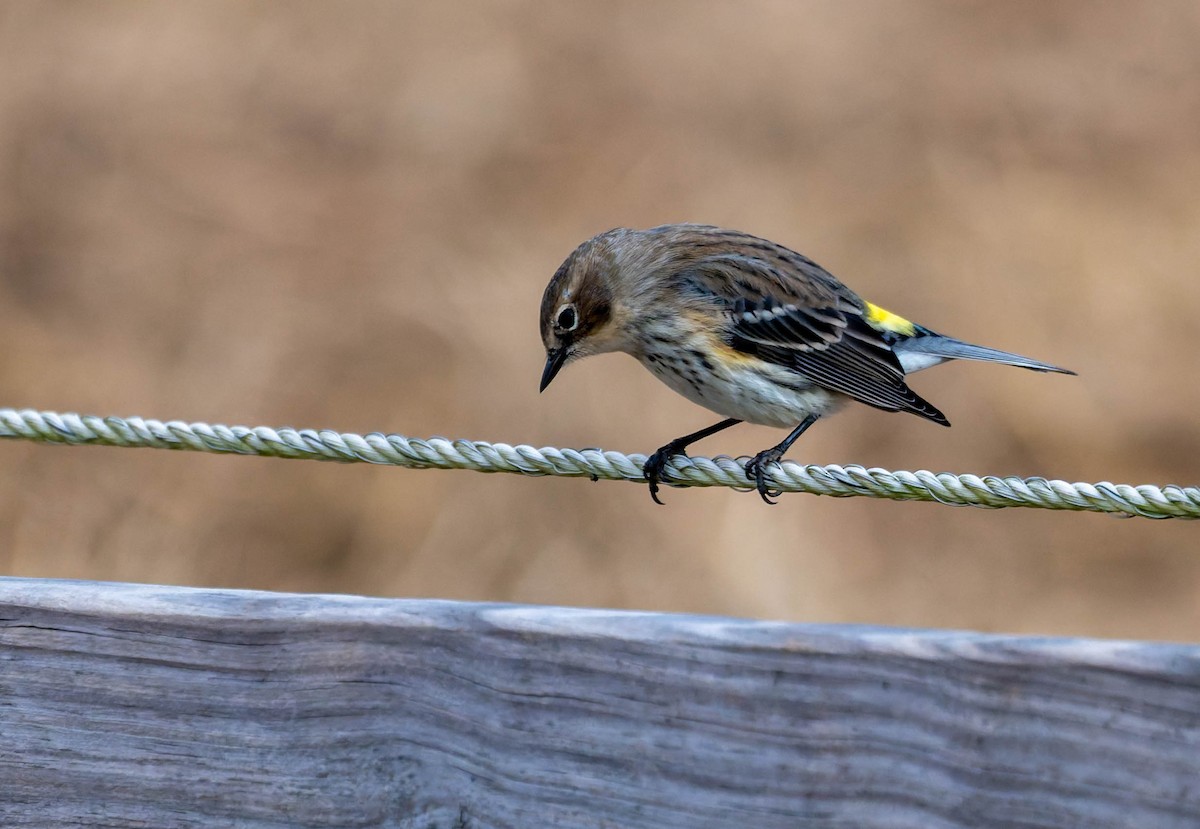 Yellow-rumped Warbler - ML647494015