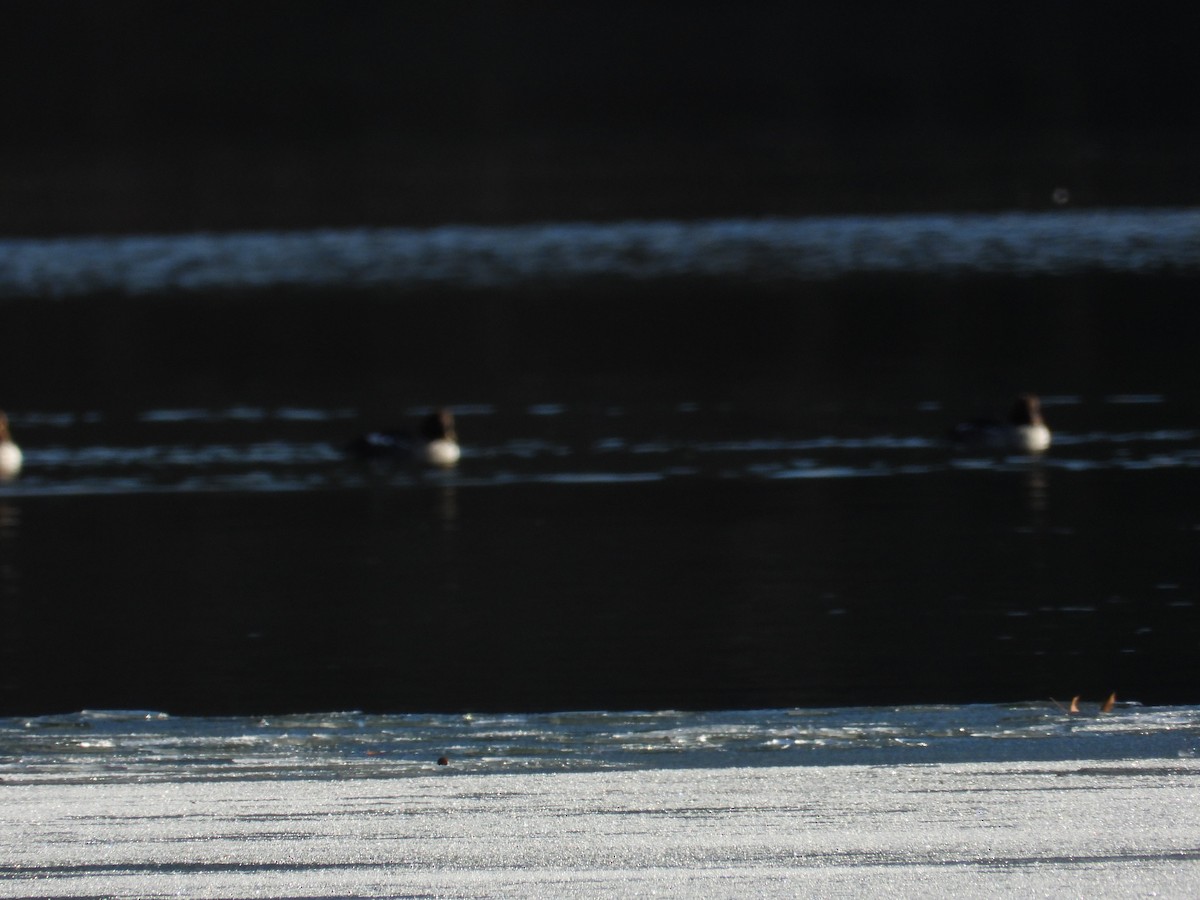 Common Goldeneye - ML647494017