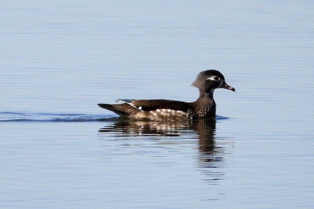 Wood Duck - ML647494033