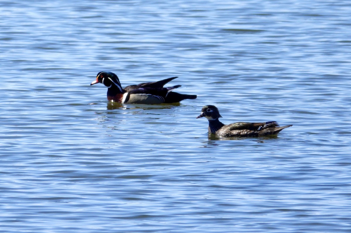Wood Duck - ML647494034