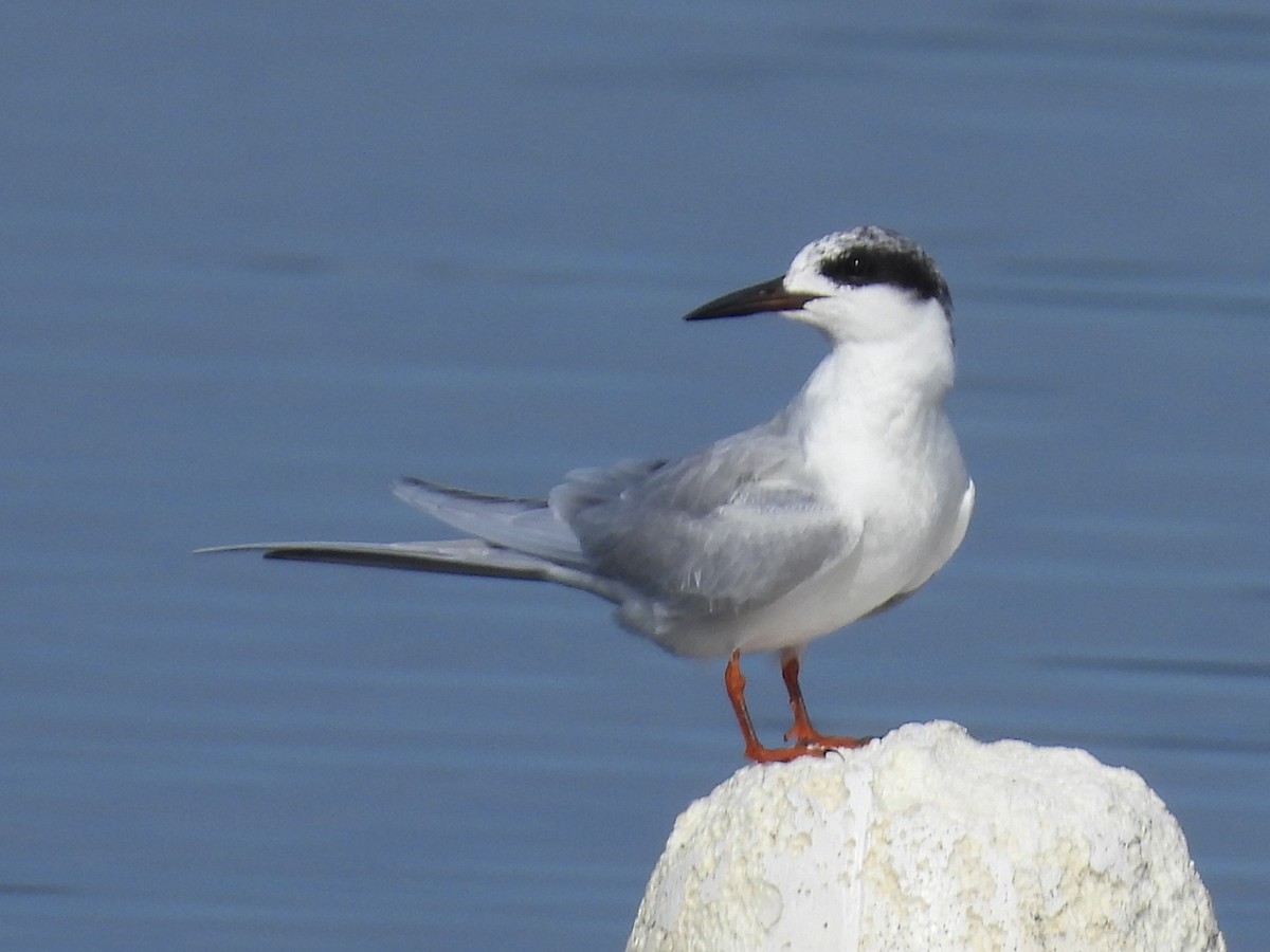 Forster's Tern - ML647494035