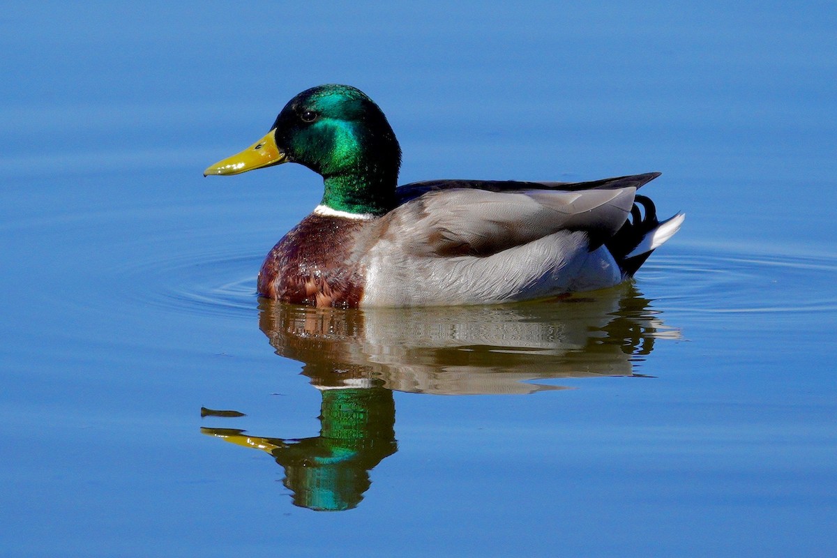 Mallard - ML647494045
