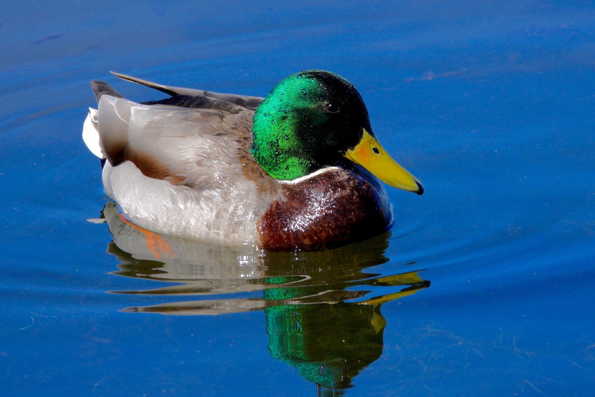 Mallard - ML647494046