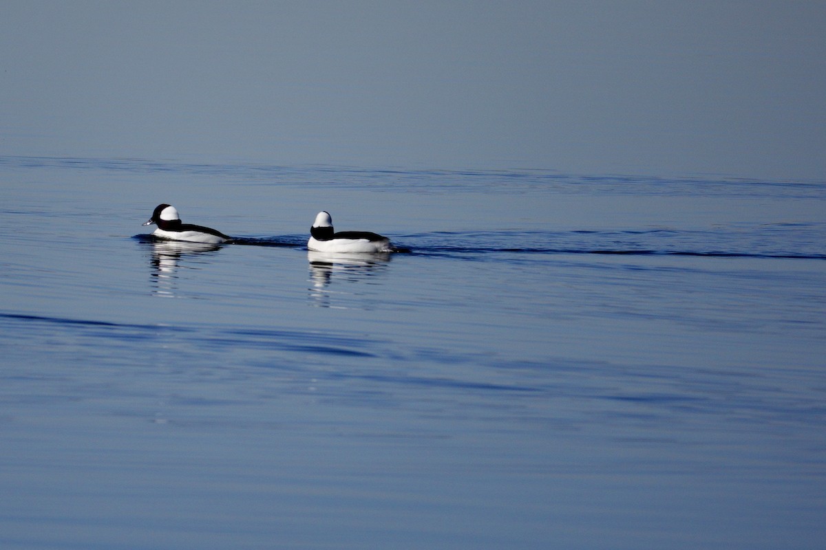 Bufflehead - ML647494052