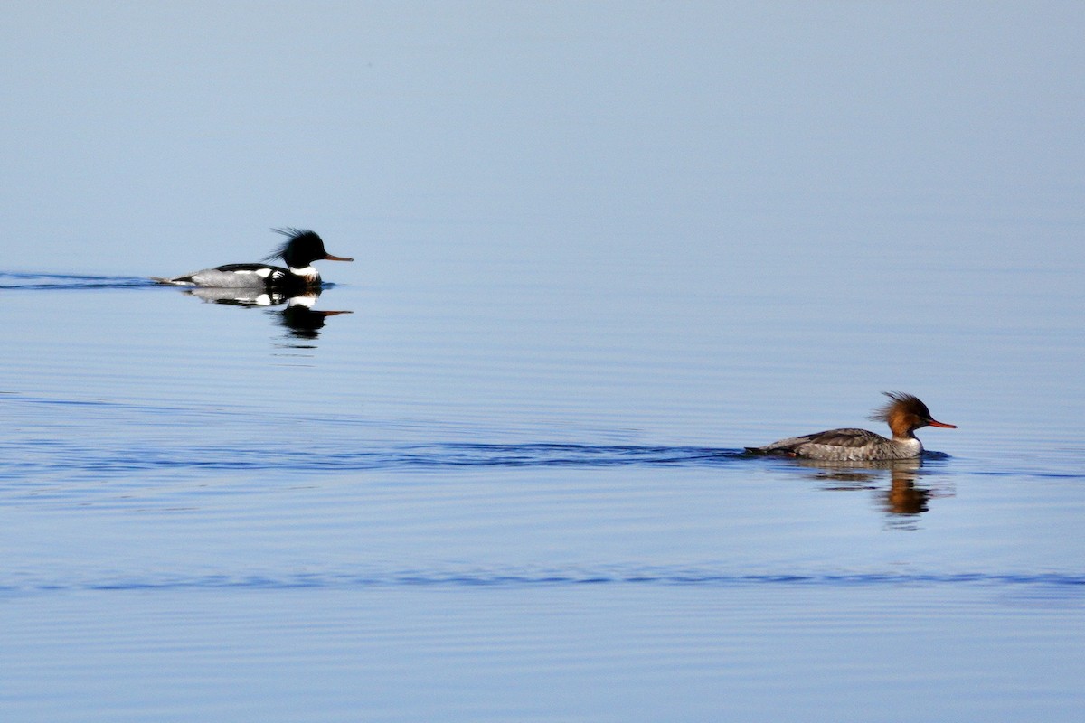 Common Merganser - ML647494060