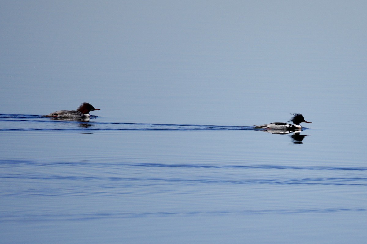 Common Merganser - ML647494061