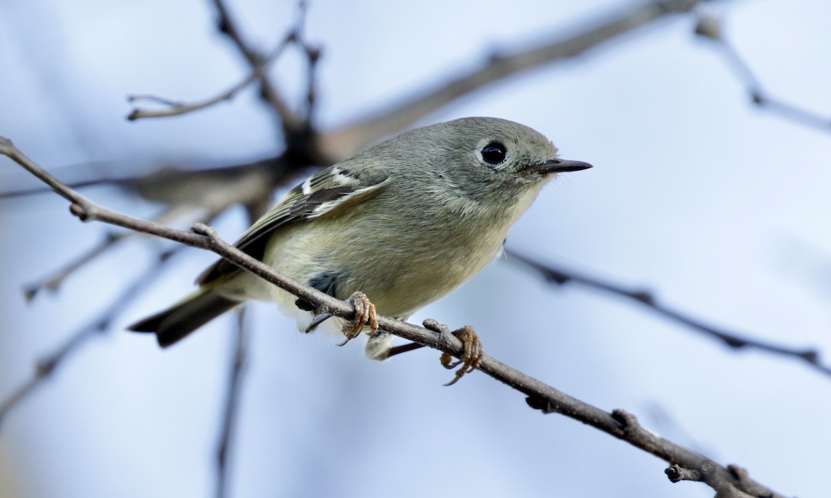 Ruby-crowned Kinglet - ML647494070