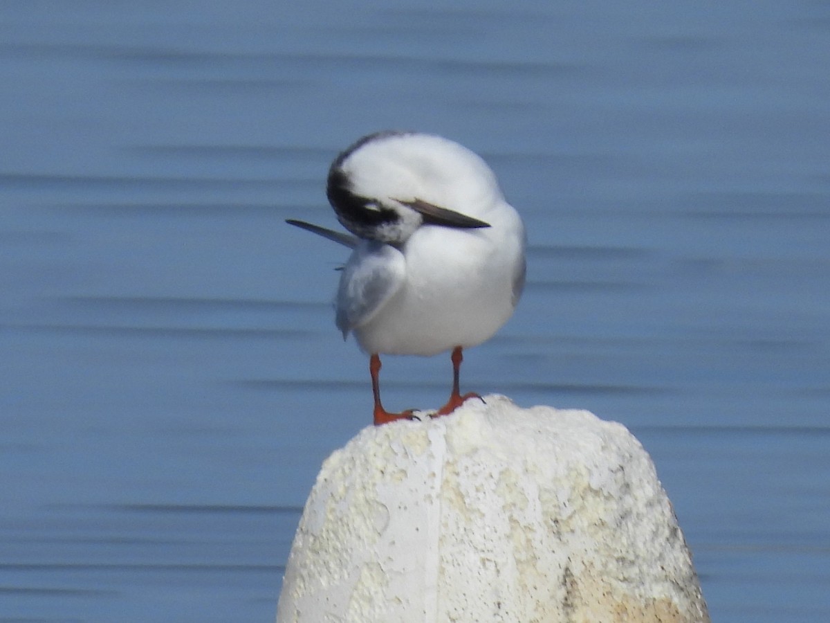 Forster's Tern - ML647494091