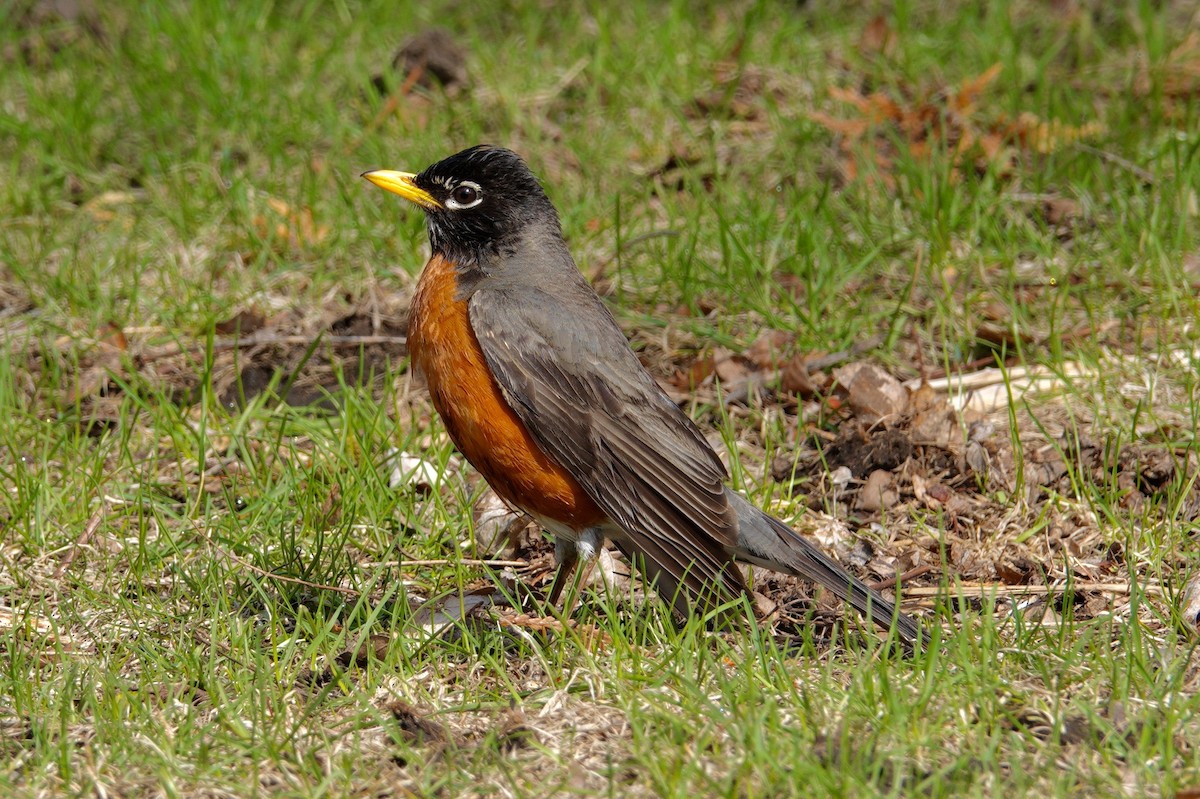 American Robin - ML647494092