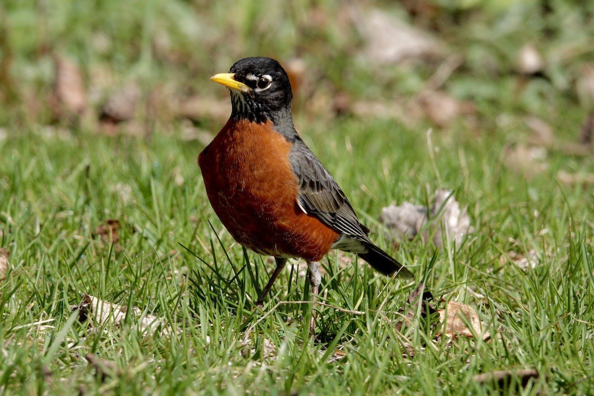 American Robin - ML647494093