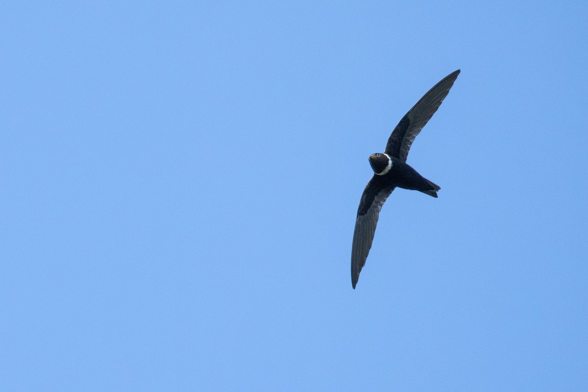 White-collared Swift - ML647494098