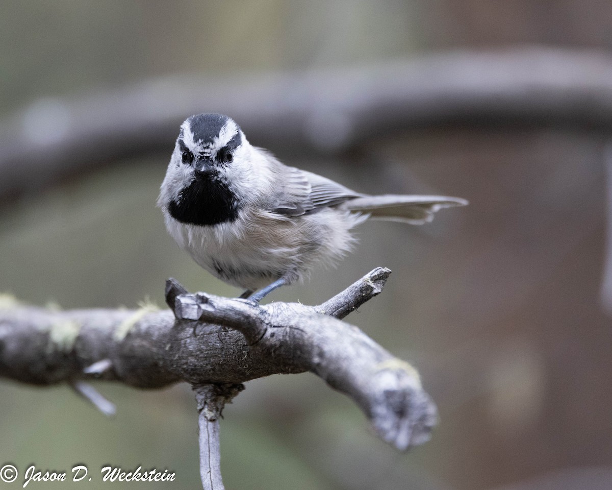 Mountain Chickadee - ML647494100