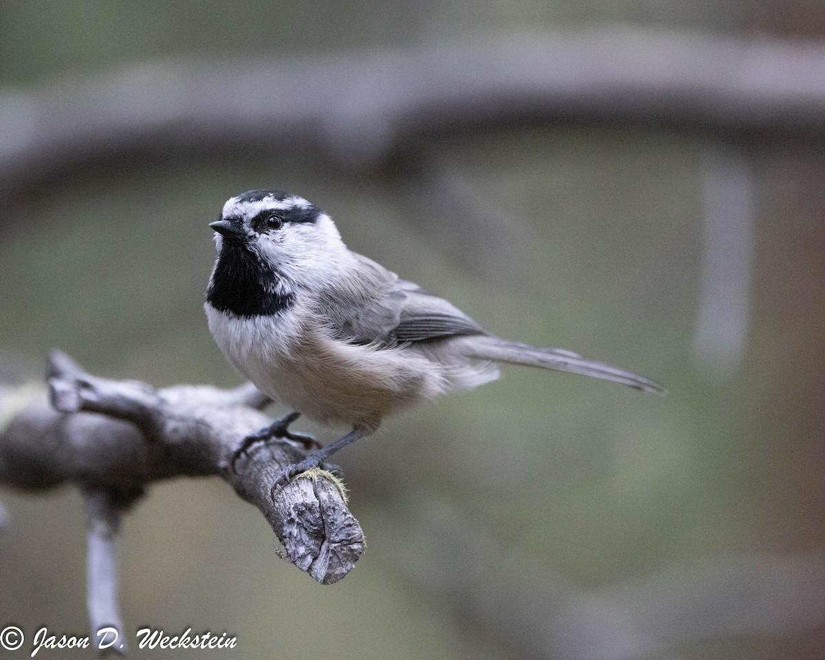 Mountain Chickadee - ML647494101