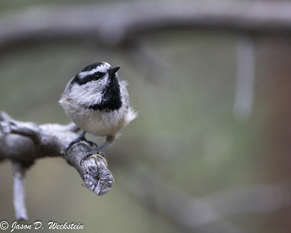 Mountain Chickadee - ML647494102
