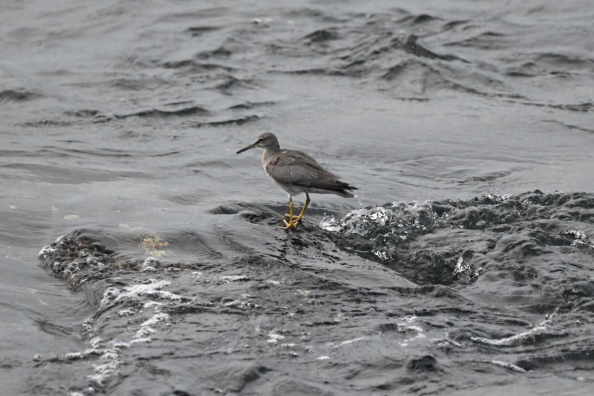 Wandering Tattler - ML647494103