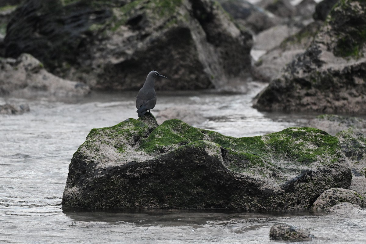 Brown Noddy - ML647494104