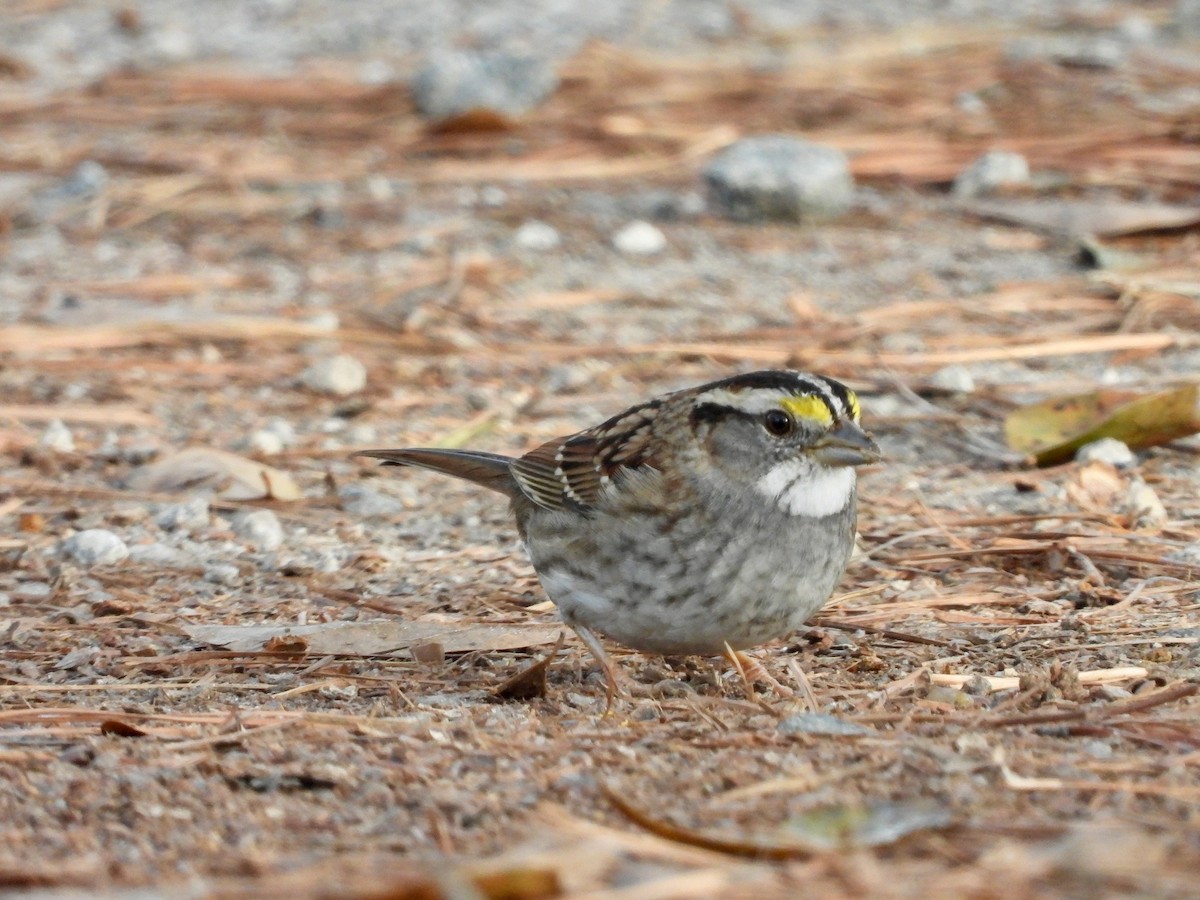 White-throated Sparrow - ML647494106