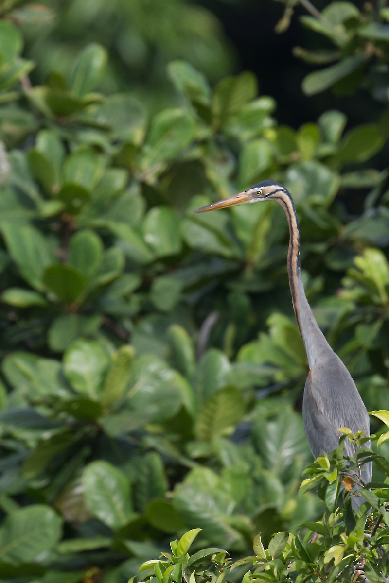 Purple Heron - ML647494108