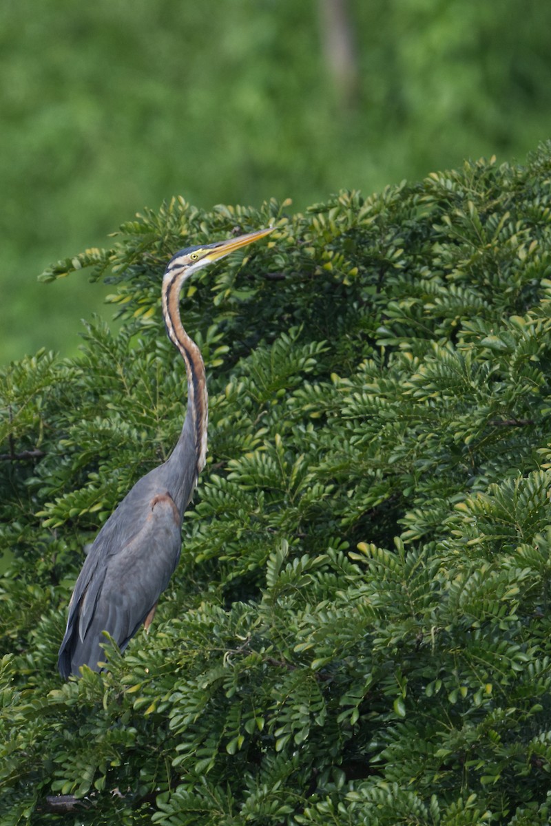 Purple Heron - ML647494109