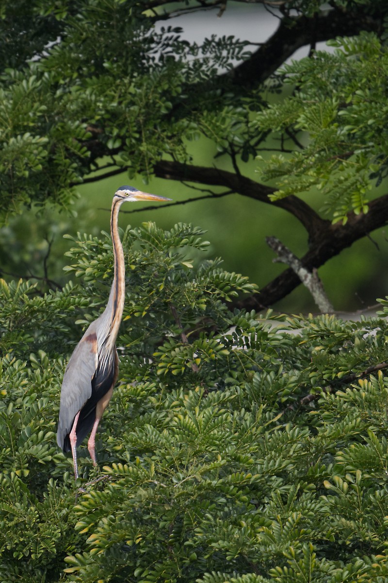 Purple Heron - ML647494110