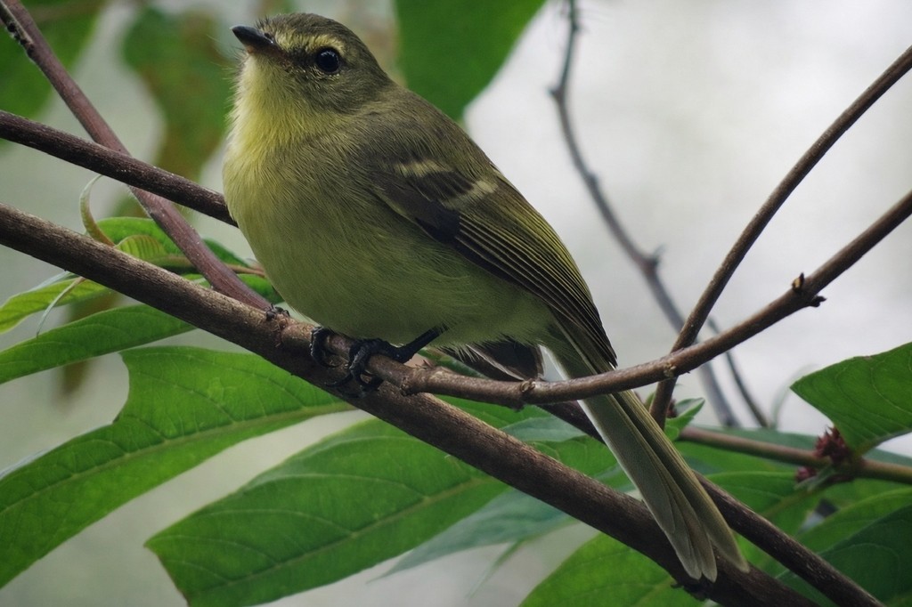 Yellow Tyrannulet - ML647494111