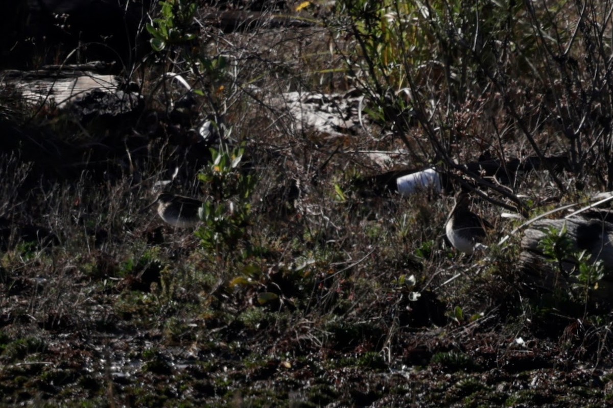 Wilson's Snipe - ML647494113