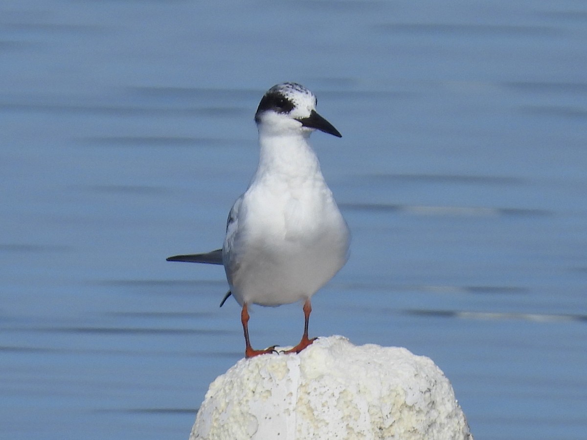 Forster's Tern - ML647494115