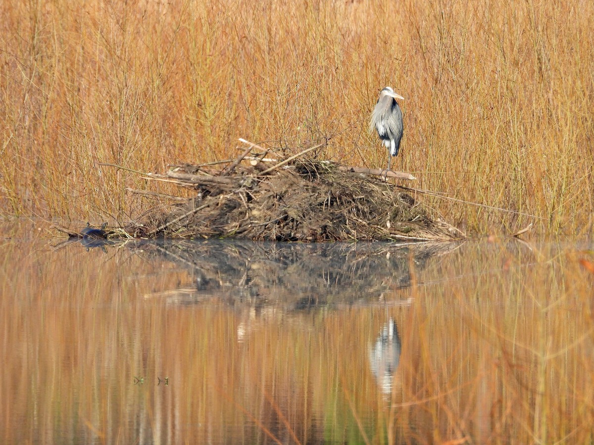 Great Blue Heron - ML647494116