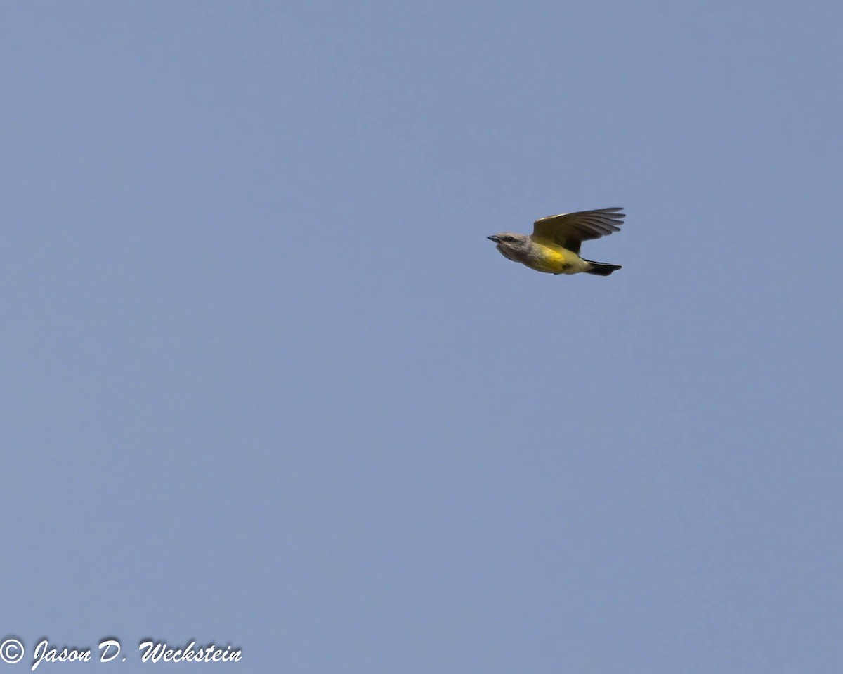 Western Kingbird - ML647494118