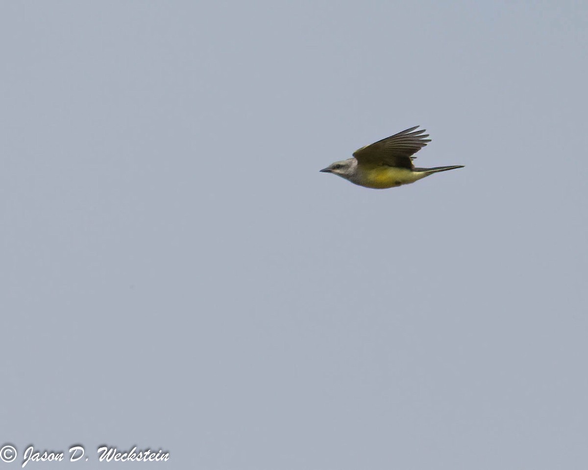 Western Kingbird - ML647494119
