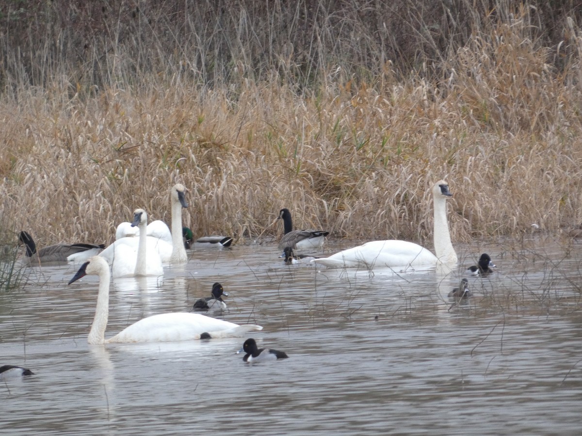 Trumpeter Swan - ML647494120