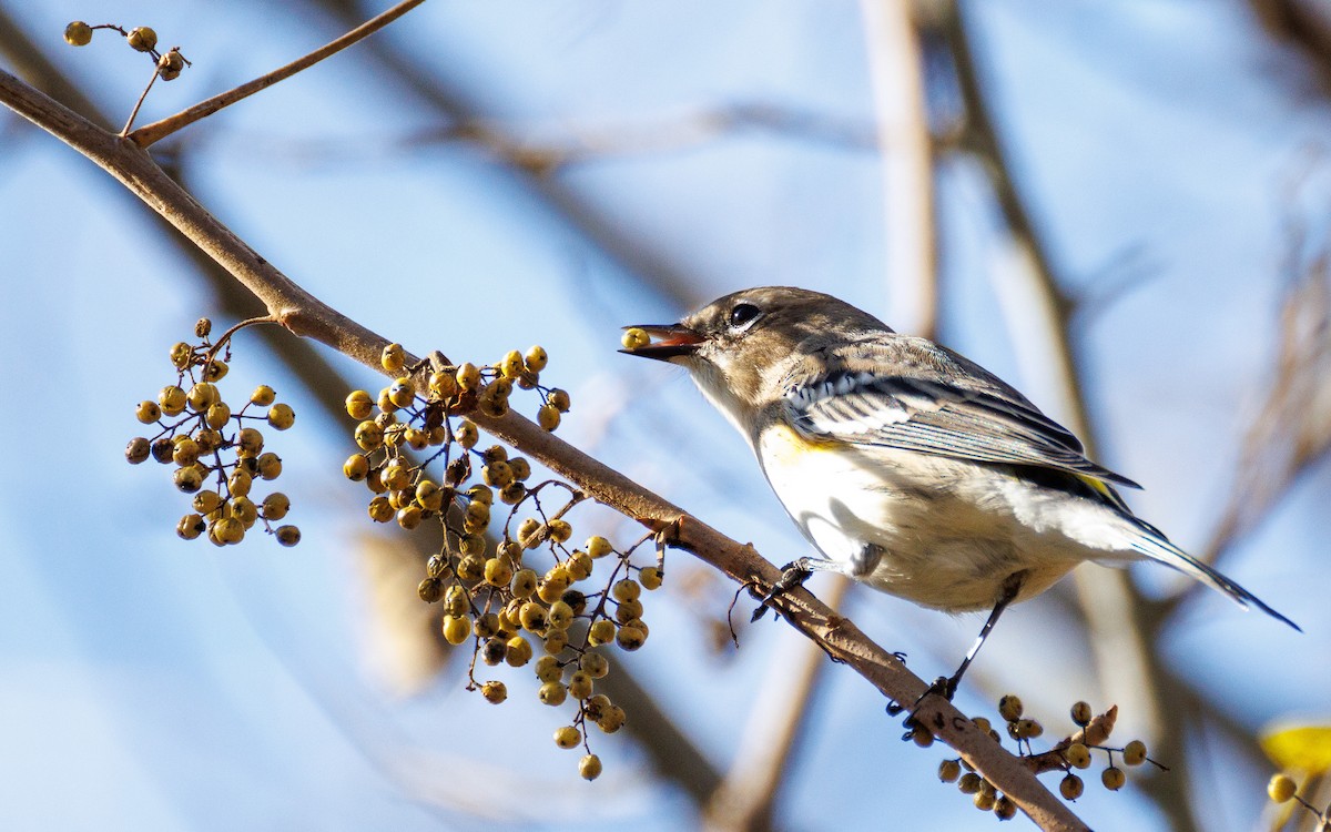 Yellow-rumped Warbler (Myrtle) - ML647494123