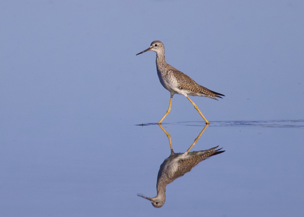 Lesser Yellowlegs - ML647494124