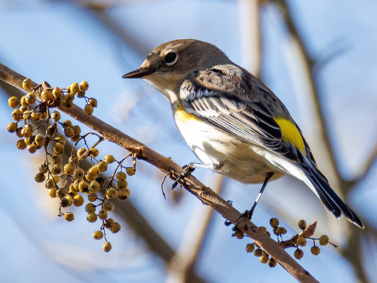 Yellow-rumped Warbler (Myrtle) - ML647494125